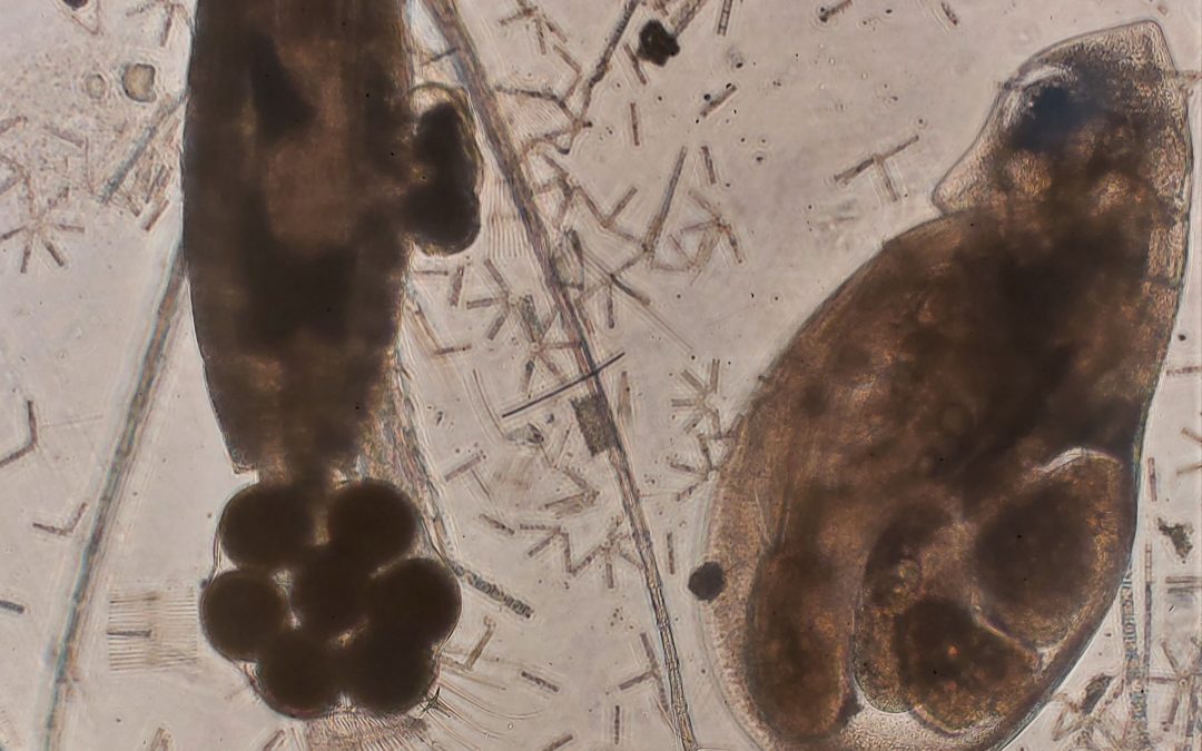 Järven pienet uurastajat – eläinplankton on Vesijärvellä tärkeässä roolissa