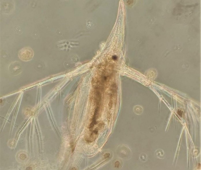Kasviplanktonia syövät vesikirput edelleen pienikokoisia