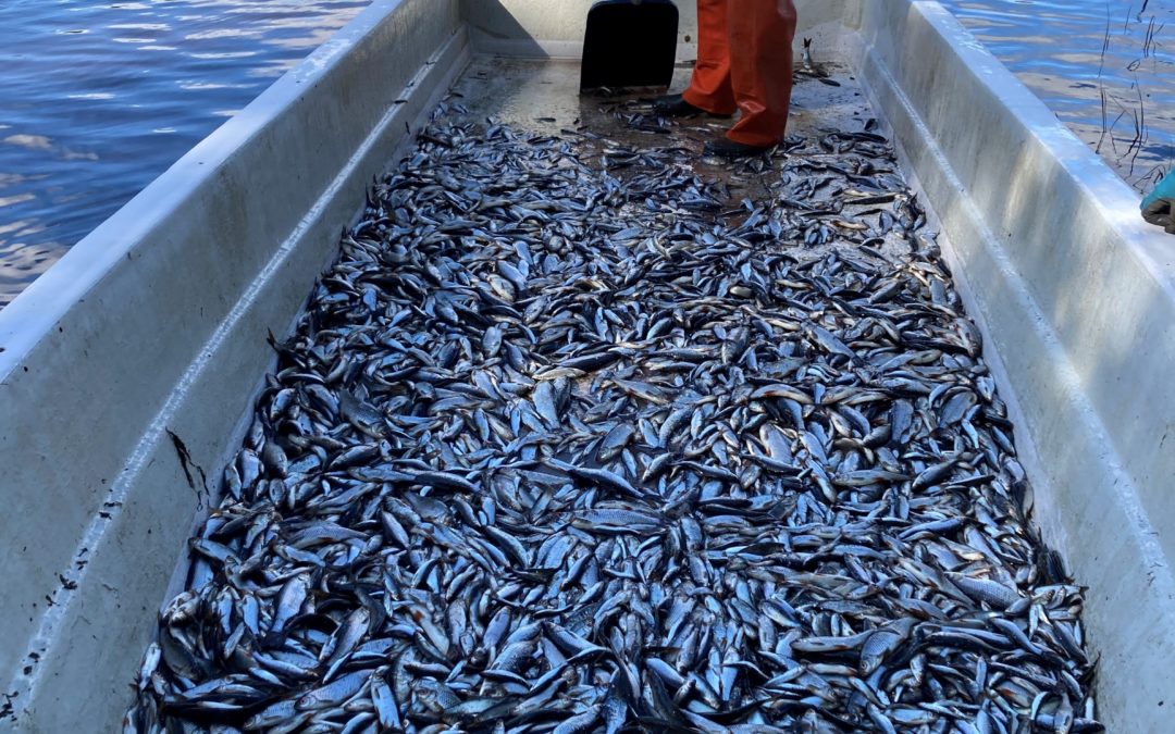 Hoitokalastusrysät viritetty Vähä-Tiilijärvelle