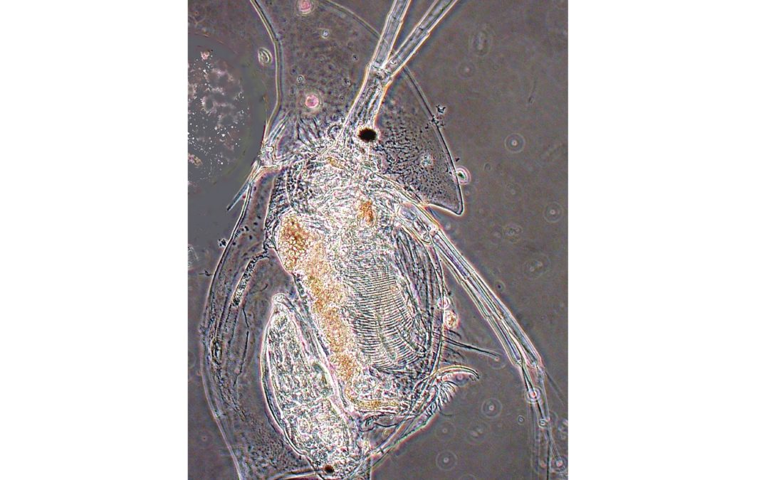 Enonselän eläinplankton kehittymässä hyvään suuntaan