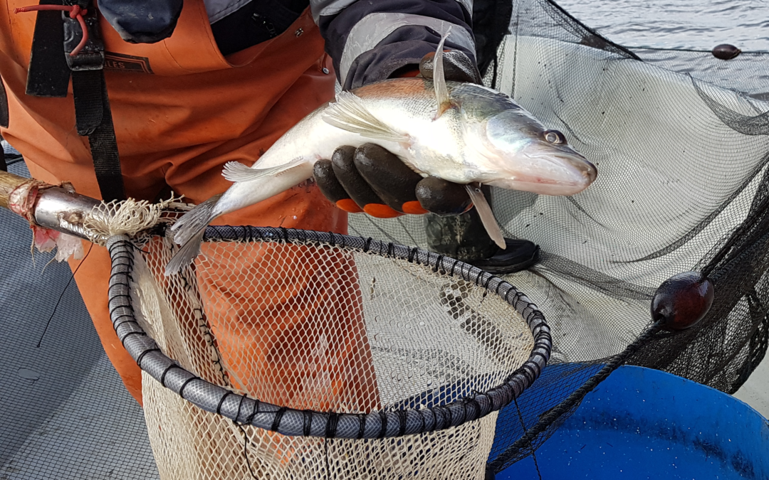 Otathan huomioon Salpausselän kalatalousalueen uudet kalastusmääräykset Vesijärvellä
